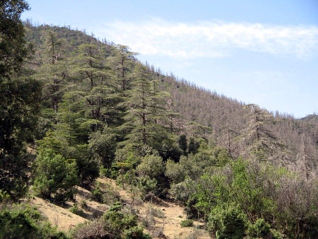 La forêt de Séraïdi menacée : Alerte à la chenille processionnaire
