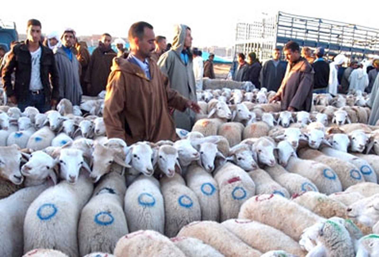 Bordj Bou Arreridj : Réouverture des marchés à bestiaux cette semaine
