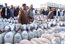 Après approbation du wali d’Annaba : Réouverture des marchés à bestiaux