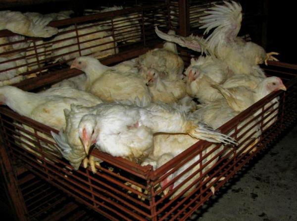 GUELMA : Deux interpellations pour abattage clandestin de volailles