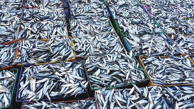 Hausse des prix du poisson : La sardine cédée à 1000 dinars