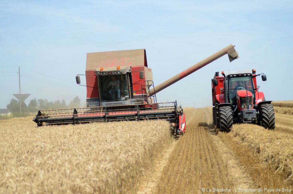 Agriculture MILA :Une récolté satisfaisante escomptée