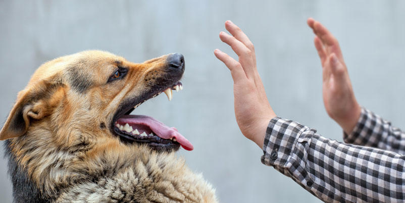 SOUK-AHRAS : 1.944 morsures d’animaux en 2020