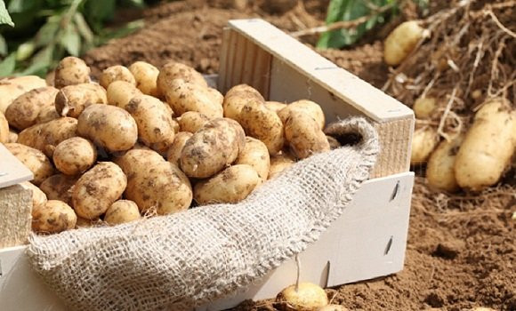 Injection de pommes de terre sur le marché à Annaba : 8,4 tonnes vendues en 3 jours