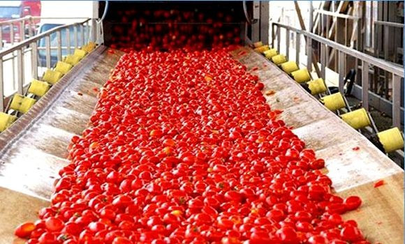 Tomate industriell : La filière renaît de ses cendres