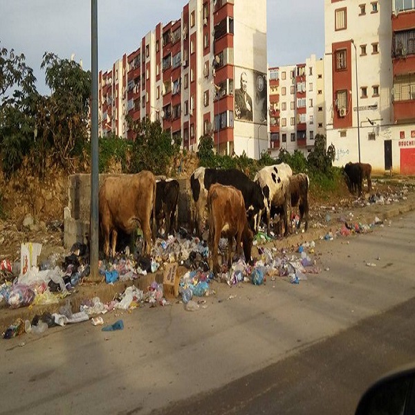 Sidi Amar : Des aménagements sélectifs