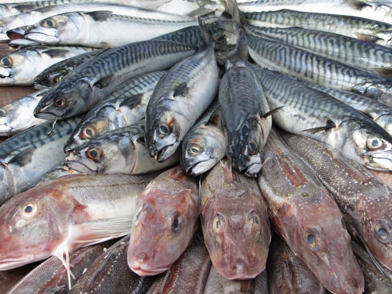 JIJEL :Le poisson, éliminé des achats