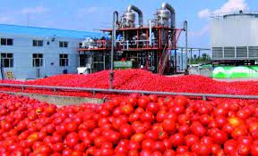 Tomate industrielle : Le mildiou, un danger pour les cultures