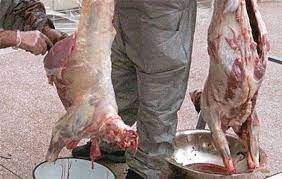 Abattage clandestin à Constantine : Saisie de viande blanche et 2 t de poissons