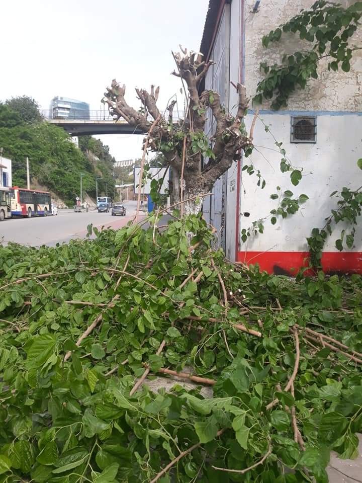 Rue de l’avant-port : Un autre massacre de l’environnement