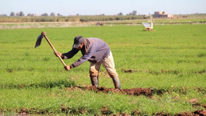 OUM EL BOUAGHI : Des pluies torrentielles ravissent les agriculteurs