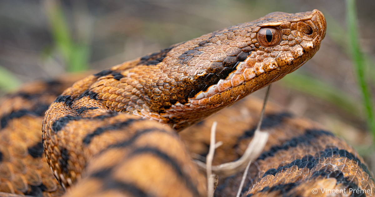 GUELMA : Alerte aux reptiles !