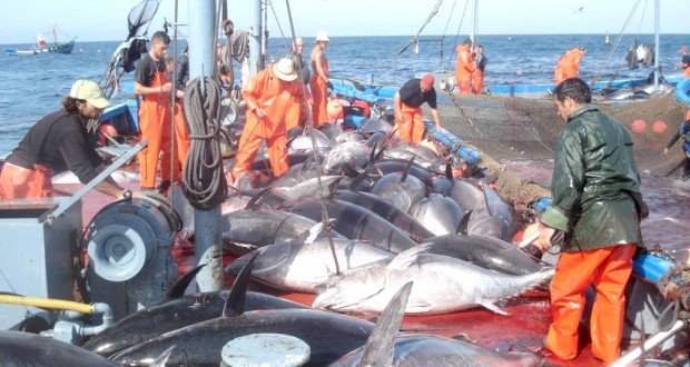 Quota de pêche au thon rouge d’Annaba : Le thonier « Mostefa Ben Boulaid » accoste avec  97 tonnes