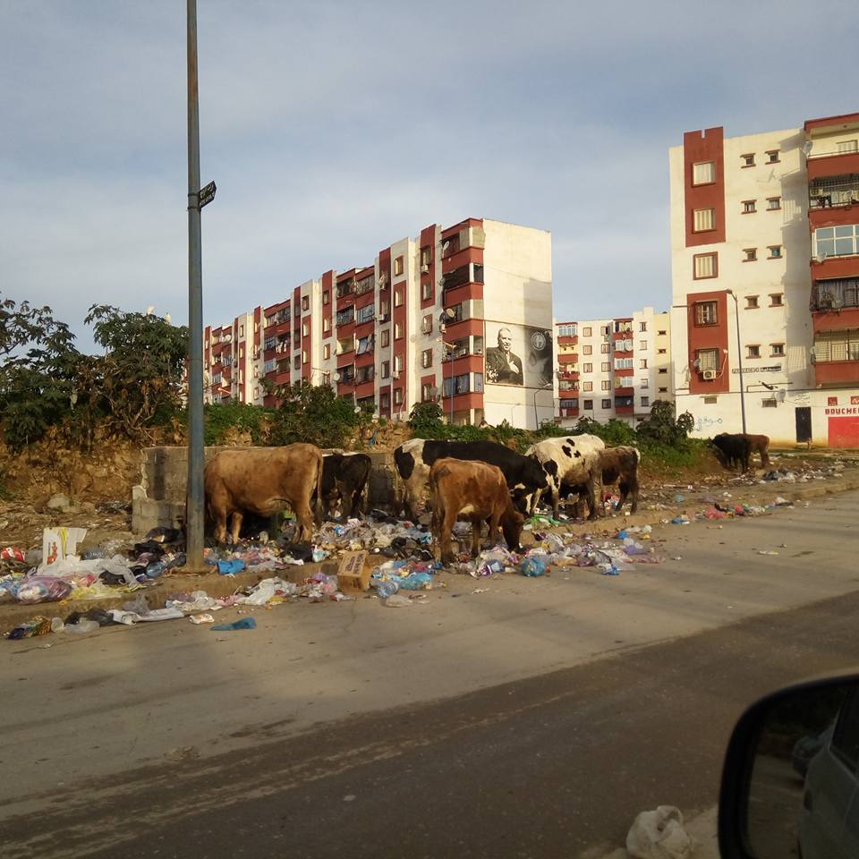 Nouvelle ville Massinissa : La parade des vaches au lotissement Sidi Amor