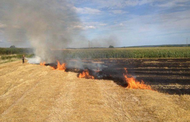 Incendies de récoltes à Guelma : Plus de 100 ha de céréales ravagés par les flammes