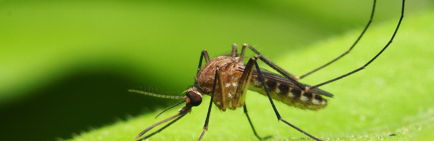 Constantine : Les moustiques envahissent la ville
