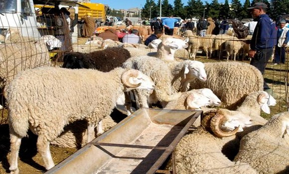 A l’orée de l’Aïd El Adha : Les bergeries occasionnelles s’installent