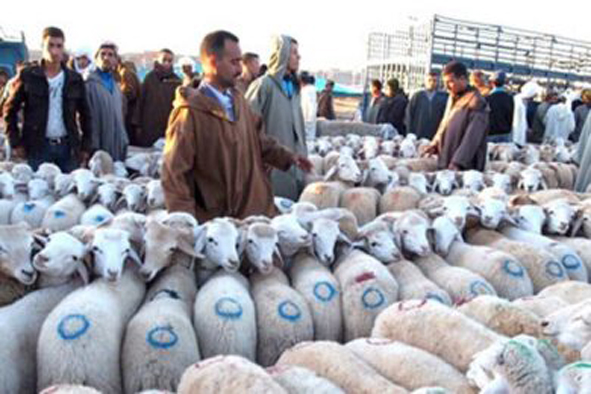 Marchés du bétail à Annaba : Une hausse considérable des prix