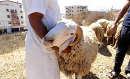 AID EL ADHA A OUM EL BOUAGHI : Dans une atmosphère sereine
