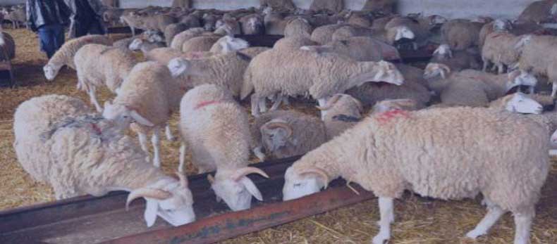 AID EL ADHA A OUM EL BOUAGHI : Les moutons à des prix inouïs