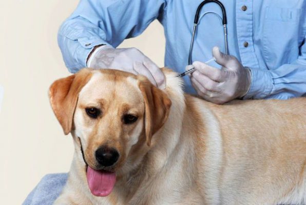 Tébessa : Campagne de vaccination des chiens contre la rage