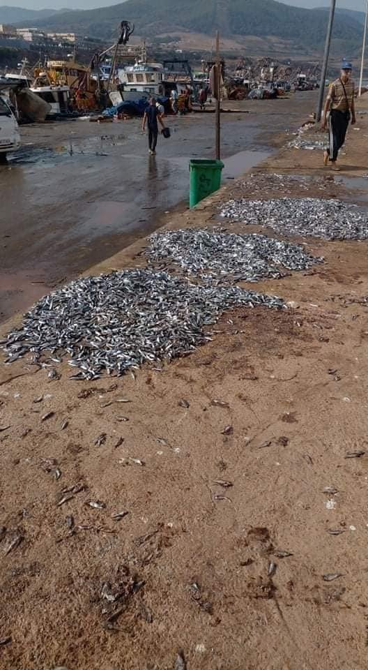 Un spectacle affligeant : Pourquoi des pêcheurs rejettent de sardines à la mer
