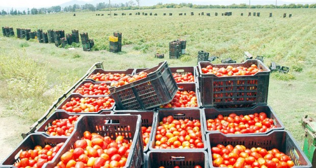 Filière tomate industrielle à Annaba : Un net recul de la production