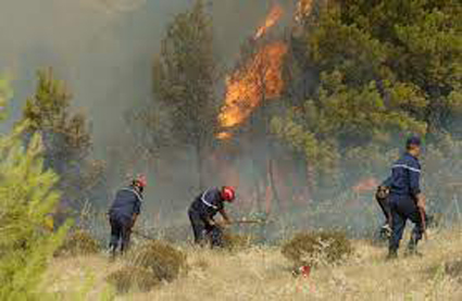 Incendies à Ain Barbar : 20 hectares de forêts brûlés