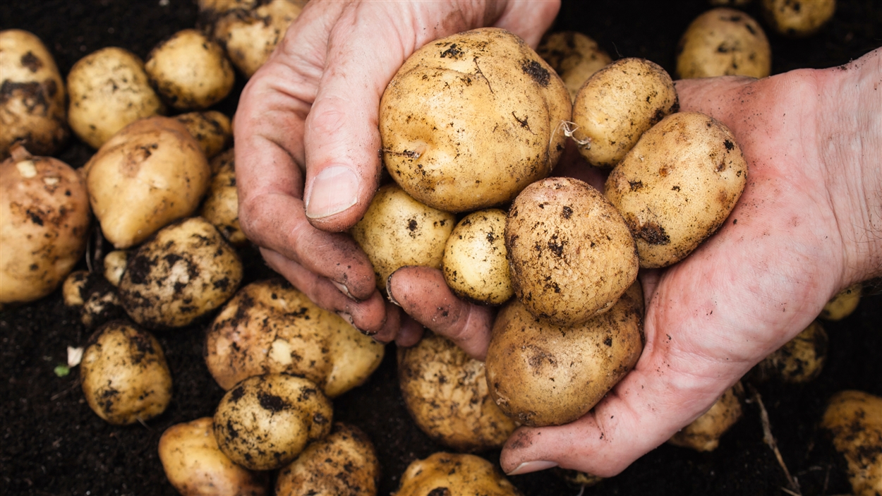 Entre spéculation et surenchères politiciennes : La pomme de terre à 110 DA à Constantine!