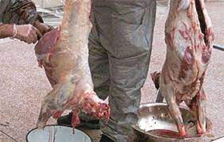 Abattage clandestin : Saisie de 1000 kg de viandes