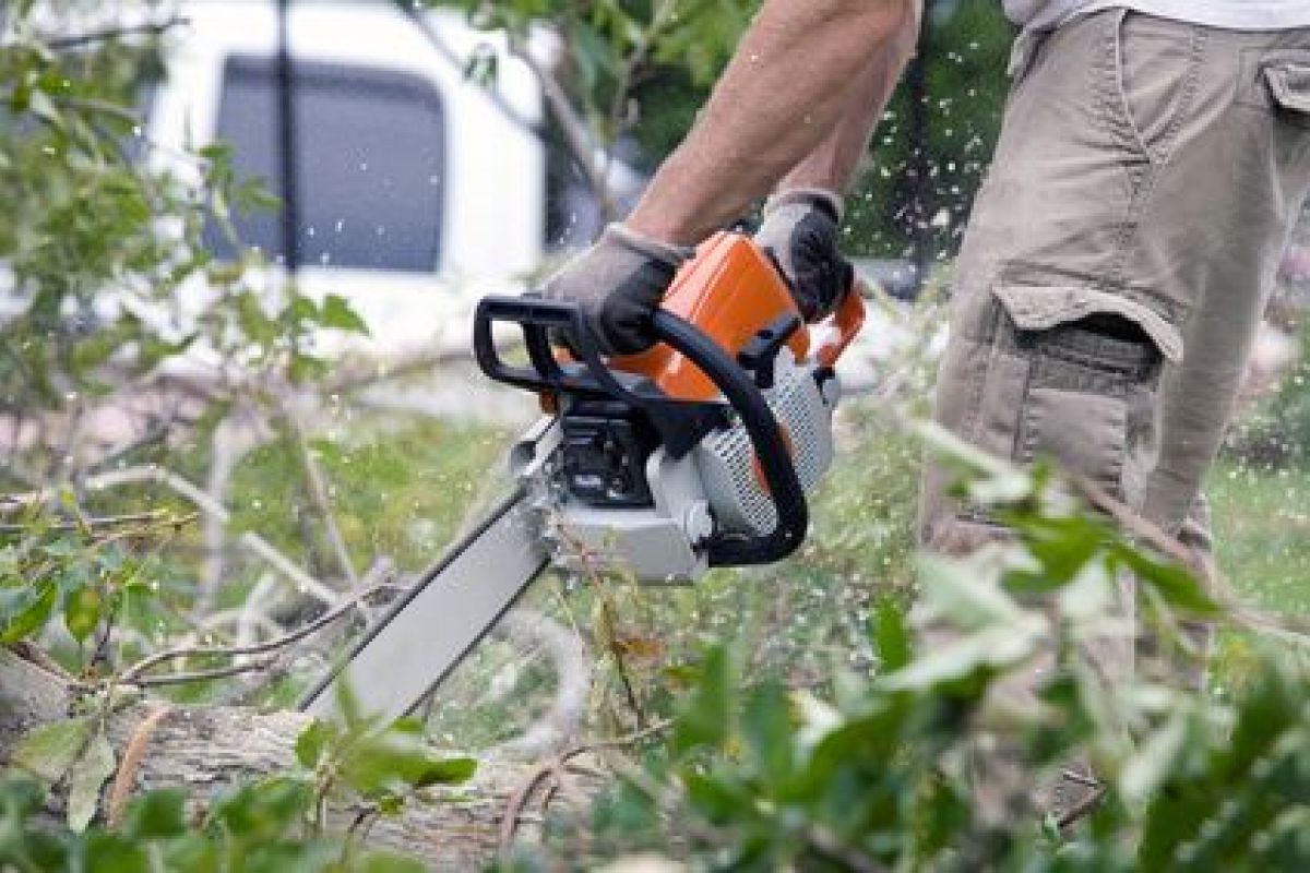 Pour se faciliter la tâche : Un entrepreneur déracine des arbres à Meskiana