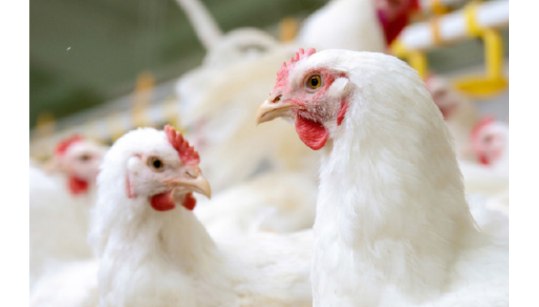 Elevage de poulets de chair : Une filière en voie d’extinction