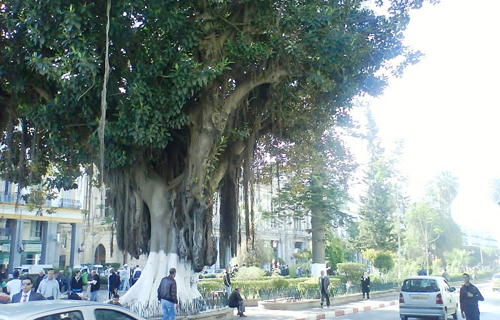 Arbres longeant les avenues : Un environnement parfois mortel