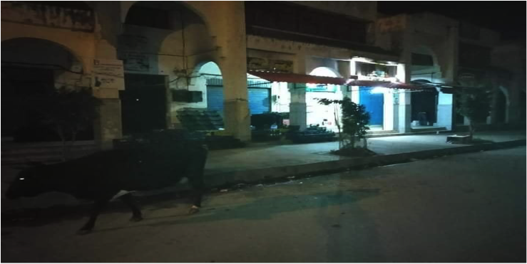 Skikda : Les vaches se baladent à Merj Edib