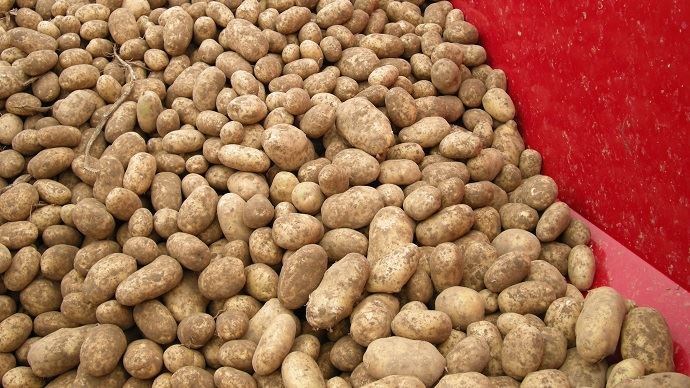 GUELMA :  La pomme de terre supplante les élections