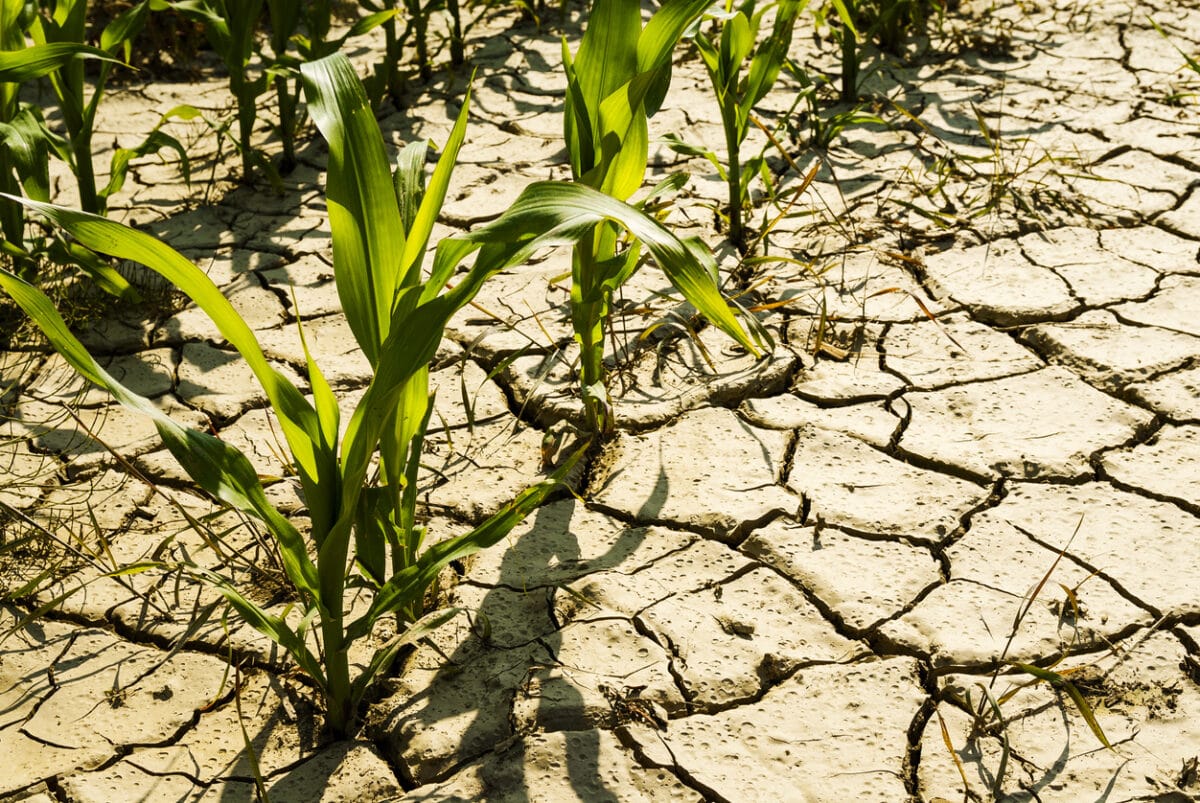 Situation hydrique déplorable à  Berriche : Le travail de la terre ne nourrit plus !