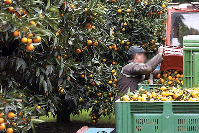 Production d’agrumes à Annaba : Une abondance et des prix abordables