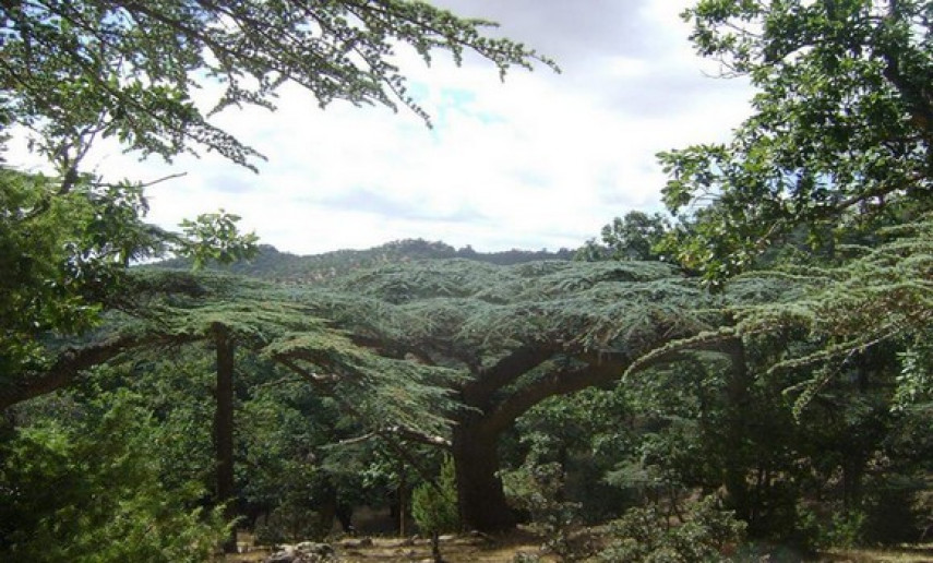 OUM EL BOUAGHI :  Les forêts urbaines doivent être protégées