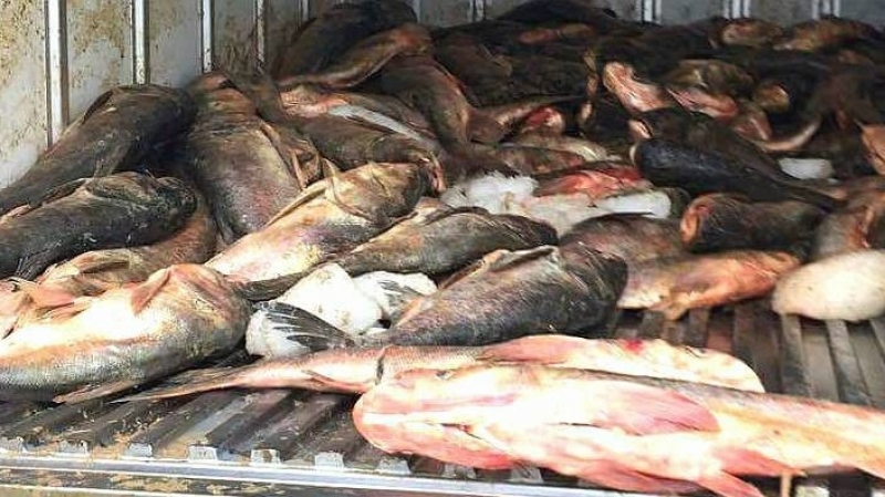 SKIKDA : Saisie de poissons avariés