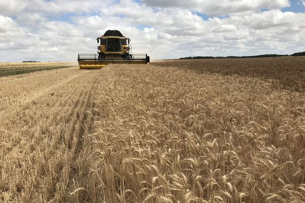 Campagne moissons-battage à Skikda : La récolte impactée par la faible pluviométrie