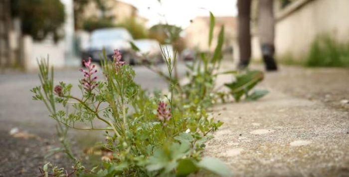 Guelma envahie par les herbes sauvages : Des mesures urgentes s’imposent