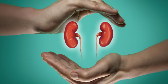 Reprise des transplantations rénales : Doucement mais sûrement…