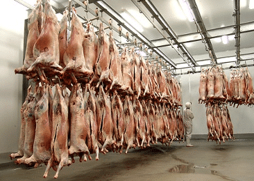 AIN BEIDA : Un nouvel abattoir privé réceptionné
