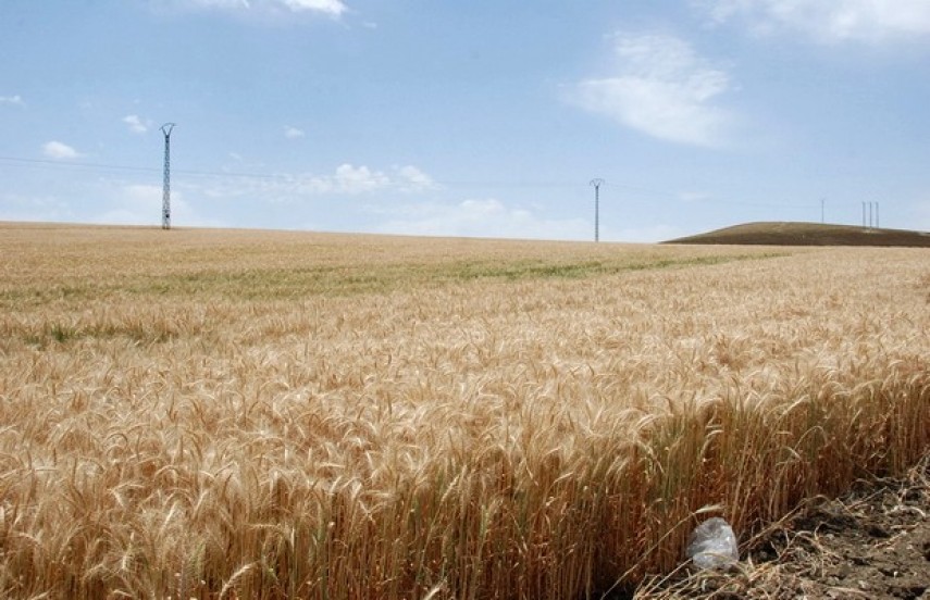 AGRICULTURE A BERRICHE :  De grandes potentialités