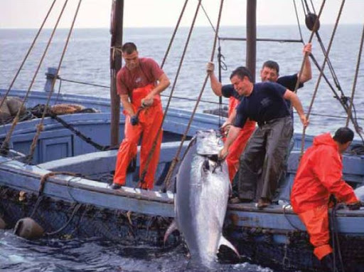 Pêche du thon rouge : Ouverture officielle de la saison