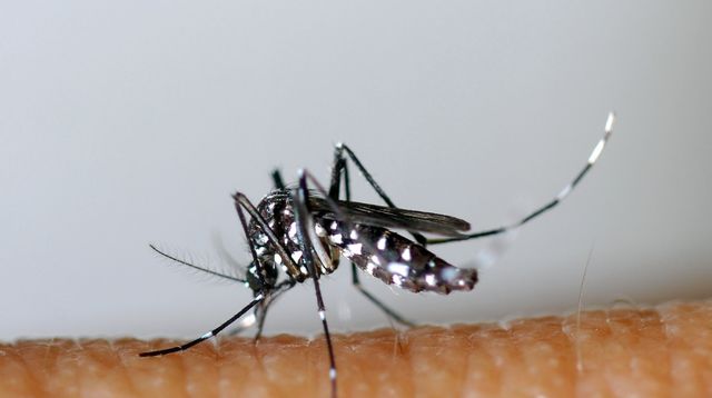 JIJEL : Alerte à la dengue, chikungunya et Zika
