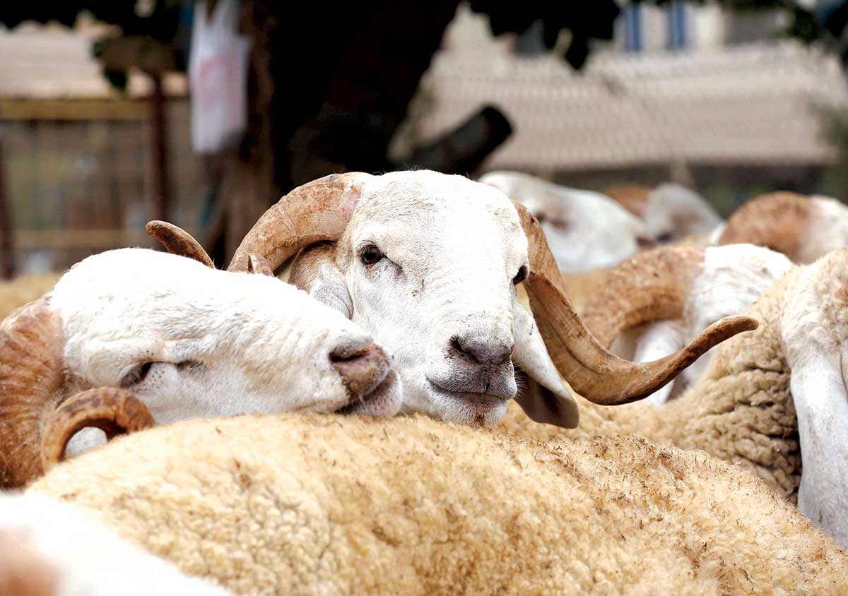 Prix des ovins à Annaba : Une flambée sans précédent 
