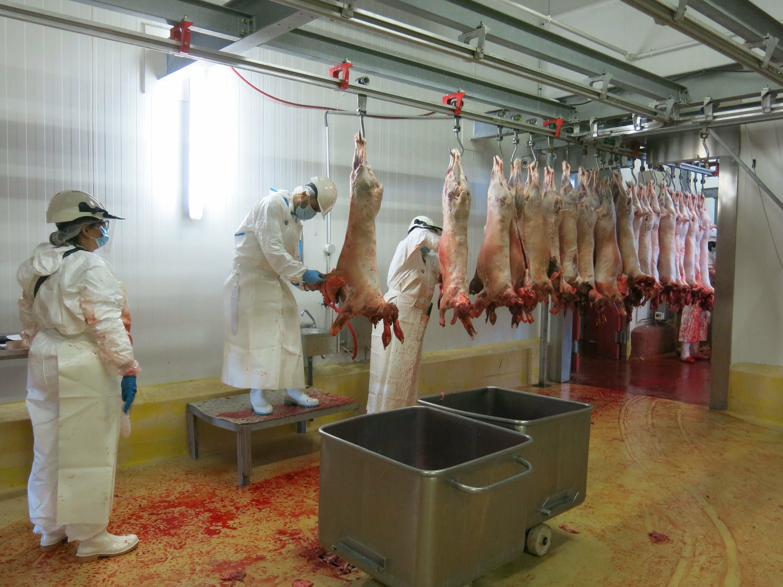 OUM EL BOUAGHI : Des abattoirs pour le mouton de l’Aïd