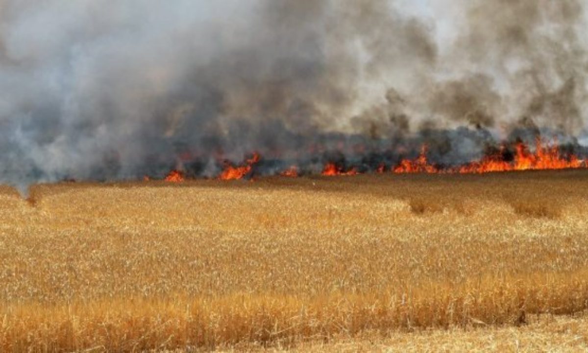 GUELMA  : Un incendie ravage 64 ha de blé  
