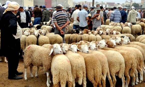 Vente du mouton de l’Aïd : 18 points de vente autorisés